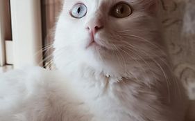 The White Cat